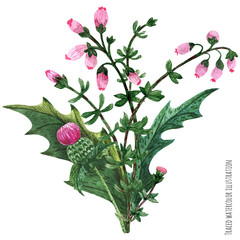 Scottish wild plants boutonniere, thistle bouquet
