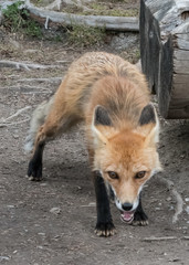 Hungry Red Fox Approaches with Caution