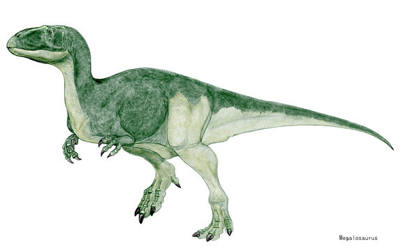 ジュラ紀の地球上に広範囲に棲息していた肉食恐竜とされる。草食性のイグアノドンと同じく、恐竜の発掘の最初期に発見されたが、当時の研究資料は極めて貧弱で、様々な恐竜の骨が混交され、今も成体が不明なままである。メガロ(大きな）サウルス（とかげ）の名も、その当時のこの分野の大まかな扱いが容易に想像できる。様々な肉食恐竜の特徴があり、突き詰めると断片的である。しかし、その名は有名である。