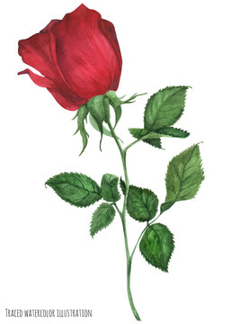 Deep red garden rose
