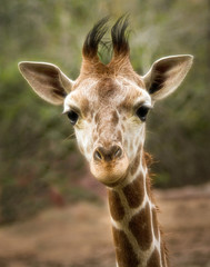 Curious Baby Giraffe Looking directly into the Camera