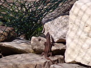 Lézard