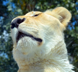 White lion is a rare color mutation of the lion. Until 2009 when the first pride of white lions was...