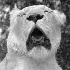 White lion is a rare color mutation of the lion. Until 2009 when the first pride of white lions was...