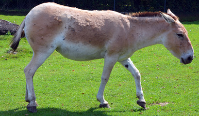 The onager (Equus hemionus), also known as hemione or Asiatic wild ass is a species of the family...