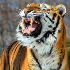 Amur Siberian tiger is a Panthera tigris tigris population in the Far East, particularly the...