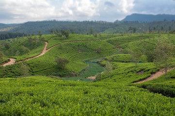 Obraz premium Tea plantation in Sri Lanka