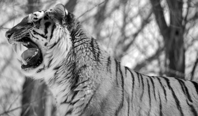 Amur Siberian tiger is a Panthera tigris tigris population in the Far East, particularly the...