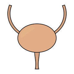 Abstract human bladder