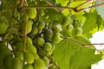 Vine green grapes on a branch in the sun. Agriculture and grape growing on an industrial scale