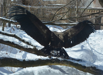 Baby Andean condor Vultur gryphus is a South American bird in the New World vulture family...