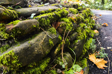 wet moss on the stones in the jungle. leaves and greens on the pavement in the park.
