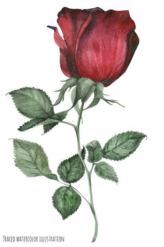Red garden smoked rose