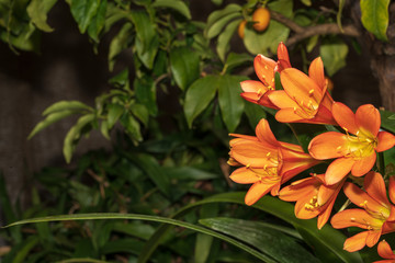 Obraz premium Orange Blumen