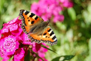 Obraz premium butterfly on flower