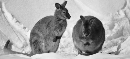 In winter a wallaby is any animal belonging to the family Macropodidae that is smaller than a...