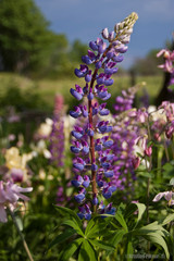 Obraz premium flowers in the garden