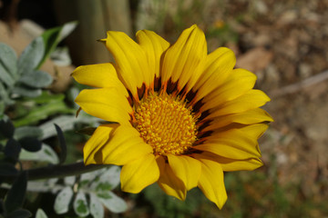fleur jaune en provence dans le sud de la france