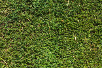 frischgeschnittene Hecke Tujen Textur