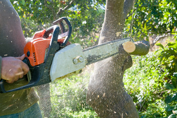 A farmer cutting an orange tree to prepare it for a new graft