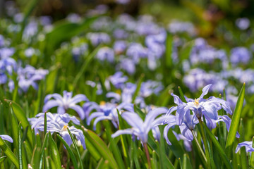 Fototapeta premium Blumenwiese