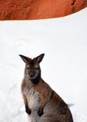 In winter a wallaby is any animal belonging to the family Macropodidae that is smaller than a...