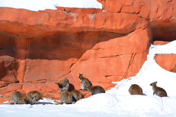 In winter a wallaby is any animal belonging to the family Macropodidae that is smaller than a...