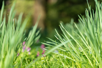 saftiges grünes frisches Gras im Frühling bei Sonnenschein