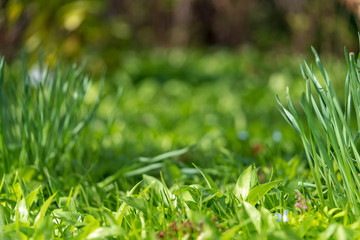 saftiges grünes frisches Gras im Frühling bei Sonnenschein