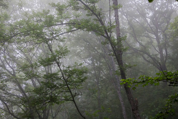 Spring landscape from Azerbaijan region Masalli