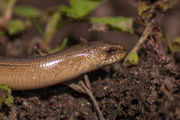slowworm