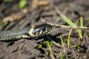 snake in the grass