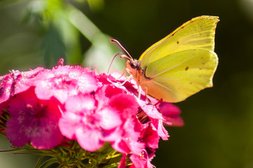 butterfly on flower