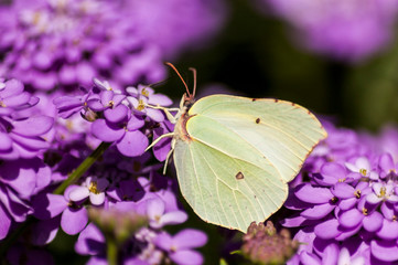 butterfly on flower