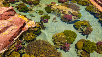 Colorful coral reefs and the beauty of the underwater world. Eilat, Israel