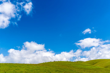 Panorama of Cows on top of Hill of Grass and pasture