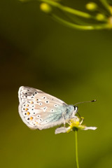 butterfly on a flower