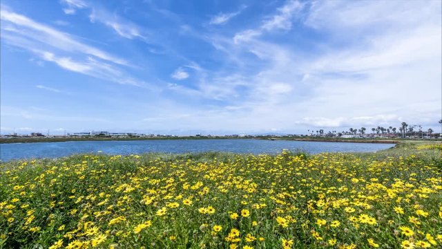 Springtime at Bolsa Chica Wetlands