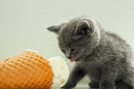 Cat Ice Cream Images – Browse 6,901 Stock Photos, Vectors, And Video |  Adobe Stock
