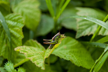 grasshopper on a leaf - 258616002