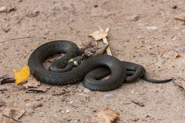 snake on the sand - 258616010