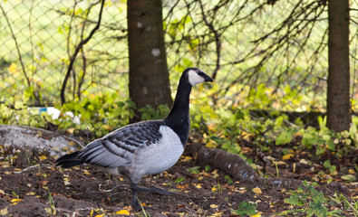 goose on the meadow - 258616031
