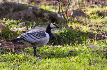 country goose on the grass - 258616046