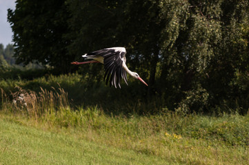 white stork in the grass - 258616056