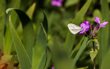 butterfly on a flower - 258616060