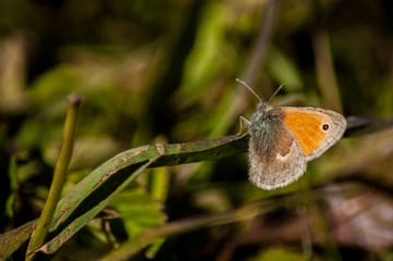 butterfly on leaf - 258616095