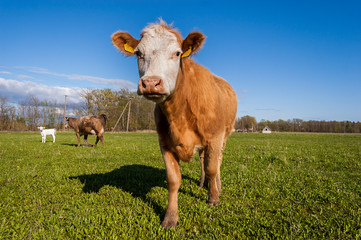 cow in a field - 258616238