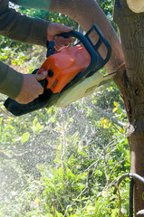 Obraz premium A farmer cutting an orange tree to prepare it for a new graft