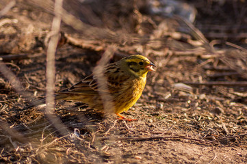 sparrow on the ground - 258616286
