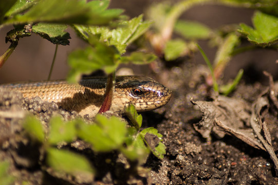 snake in the grass